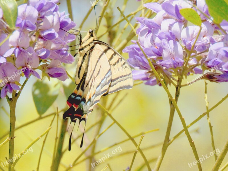 Butterfly Natural Yellow Black Blue