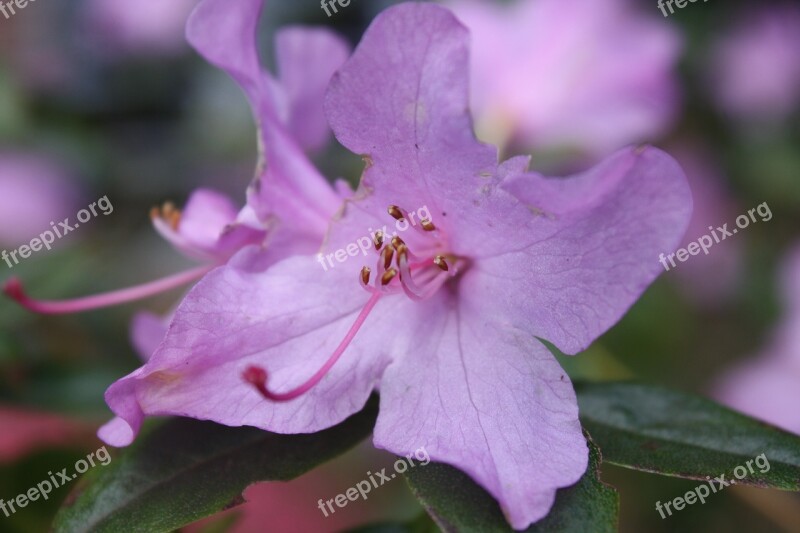 Christmas Rose Close Up Macro Frühlingsanfang Walk In The Park