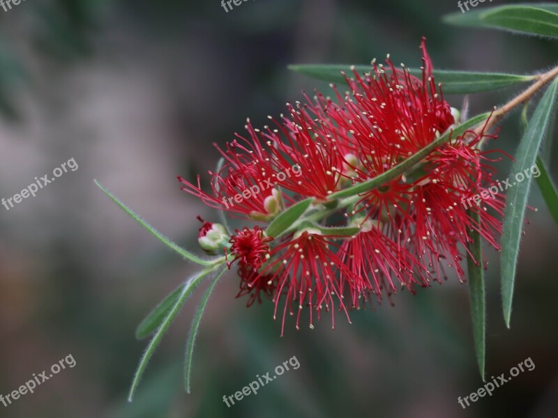 Flower Red Bloom Flowers Nature