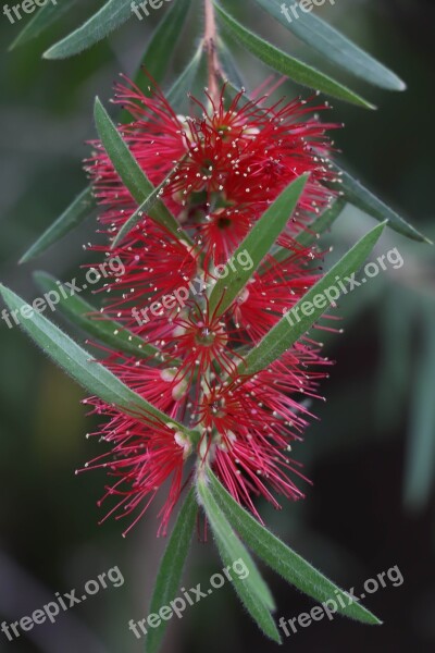 Flower Red Bloom Flowers Nature