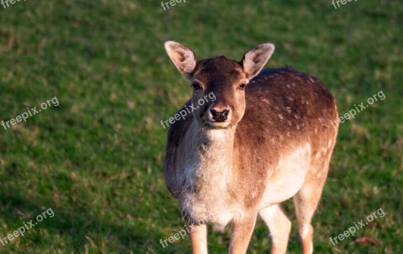 Deer Fallow Deer Animal Fallow Mammal