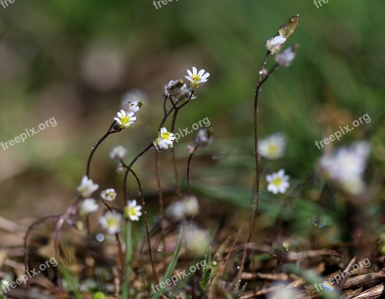 Flowers Whites Small Macro Spring