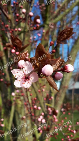 Pink Blossom Blossom Almond Blossoms Tree Free Photos