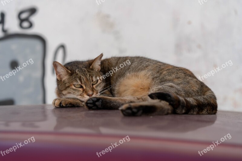 Cat Car Roof Concerns Sleep Tired