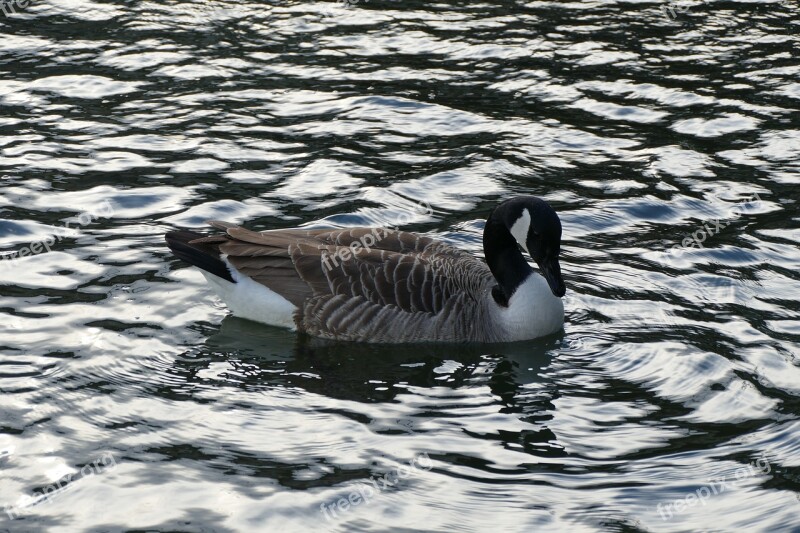 Water Duck Water Bird Duck Bird Poultry