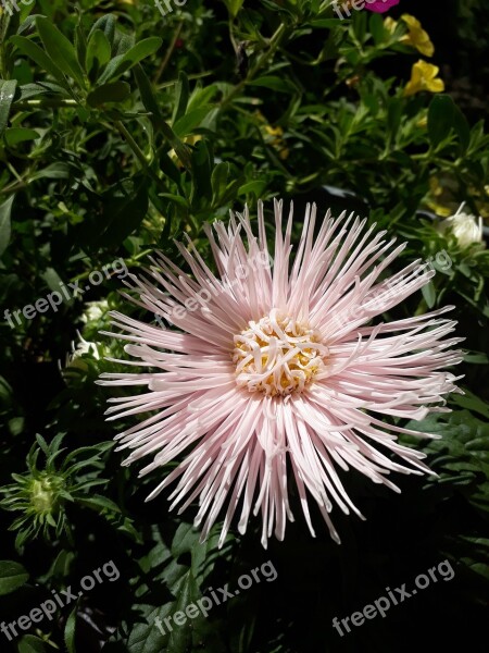 Aster Summer Meadow Close Up Flowers Flower