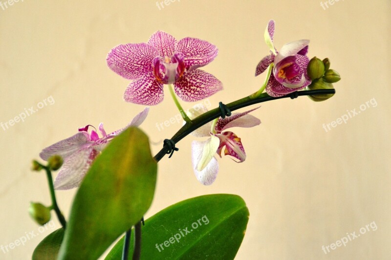 Orquidea Flower Nature Plant Orchids