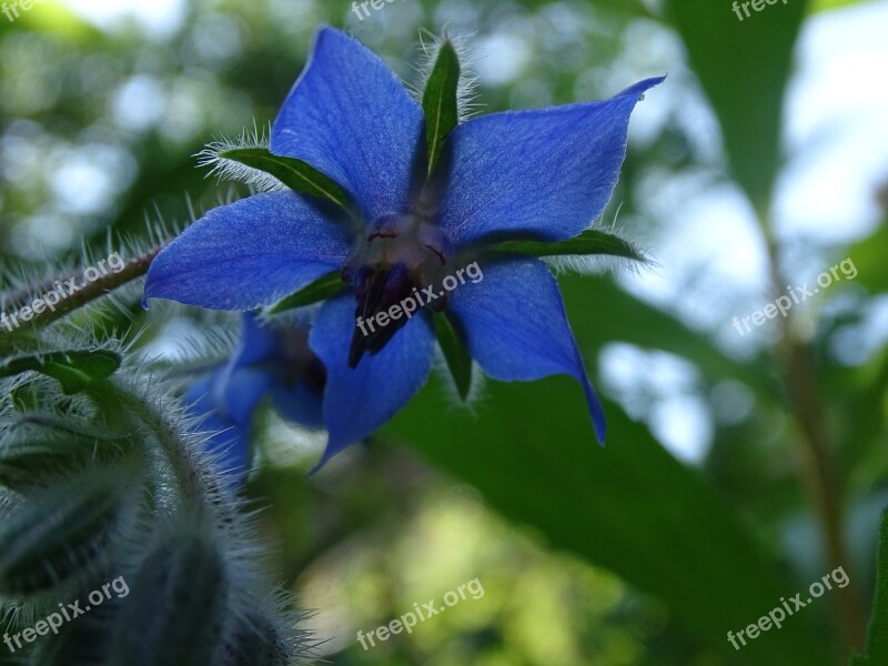 Flower Nature Boraginaceae Free Photos