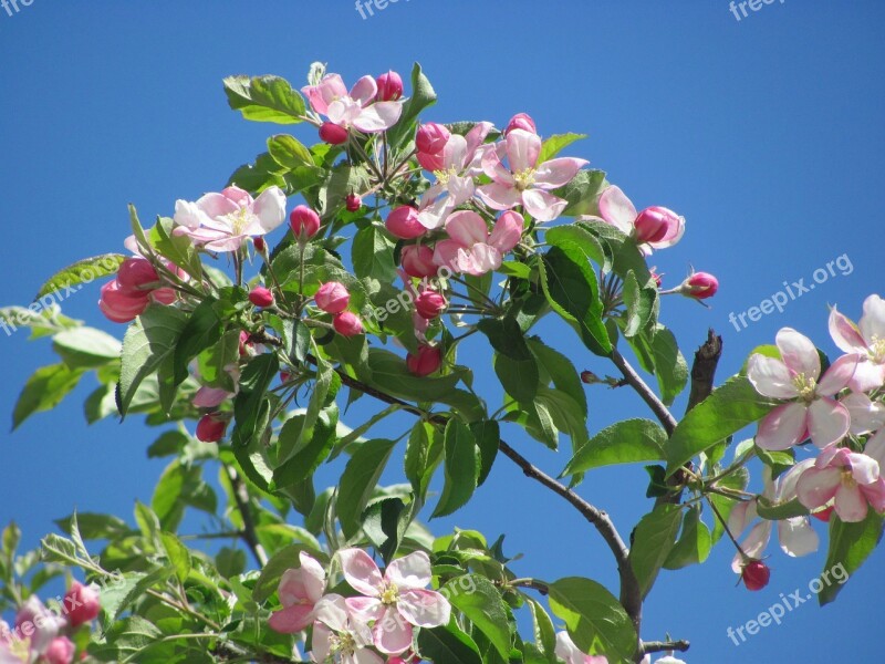 Spring Flowering Branch Branch Of Peach Peach Bloom