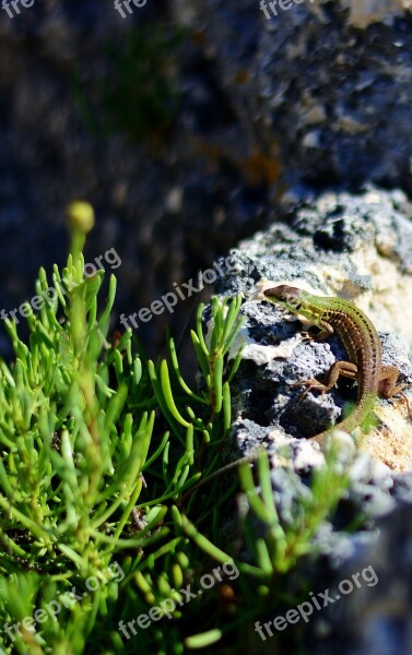 Emerald Lizard Nature Fauna Summer Free Photos