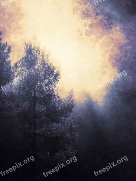 Background Cover Mystical Forest Dark