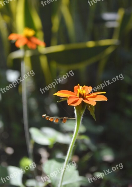 Nature Brazil Riodejaneiro Vidigal Flower