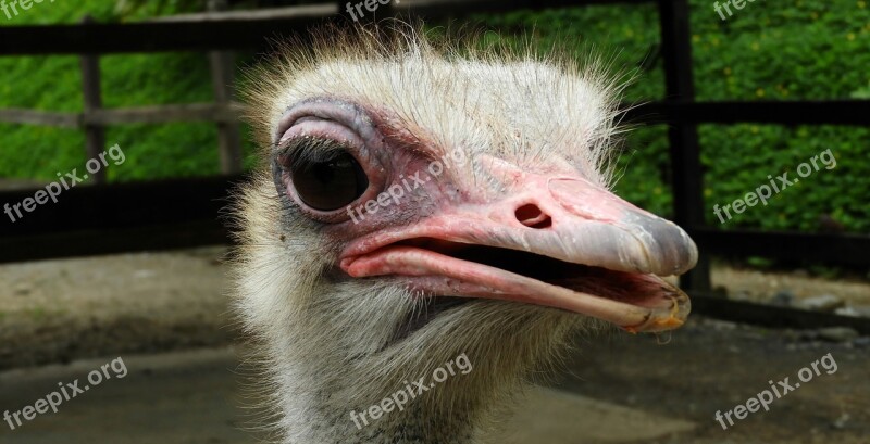 Nature Animal Ostrich Eyes Colombia