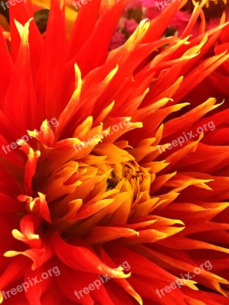 Dalia Flower Red Free Photos