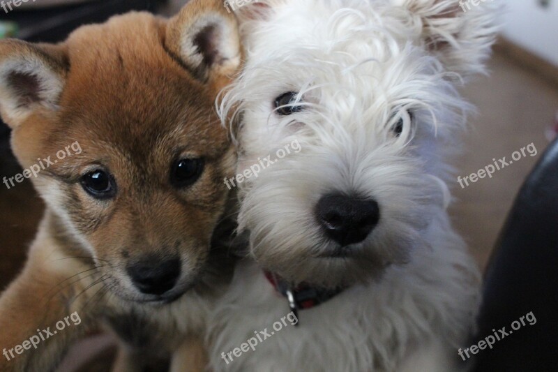 Westie Dogs Puppy Cute Pedigree