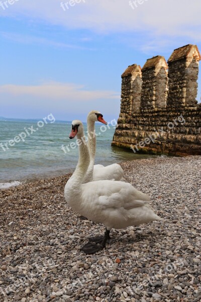 Swan Swans Couple Birds Sirmione