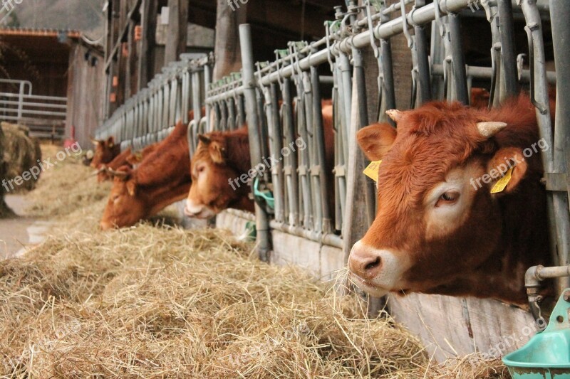 Cows Stall Bio Farm Agriculture