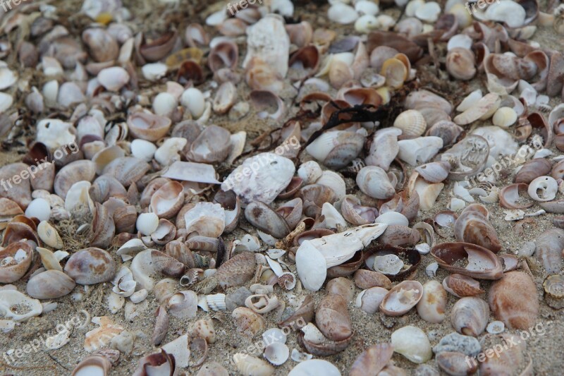 Shells Beach Brittany Quiberon Sand