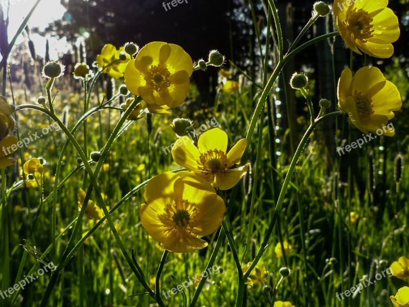 Sunlight Green Buttercup Nature Summer