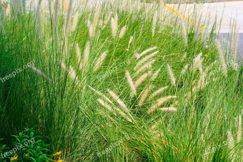 Grass Flowering Grass Spring Flowers Free Photos