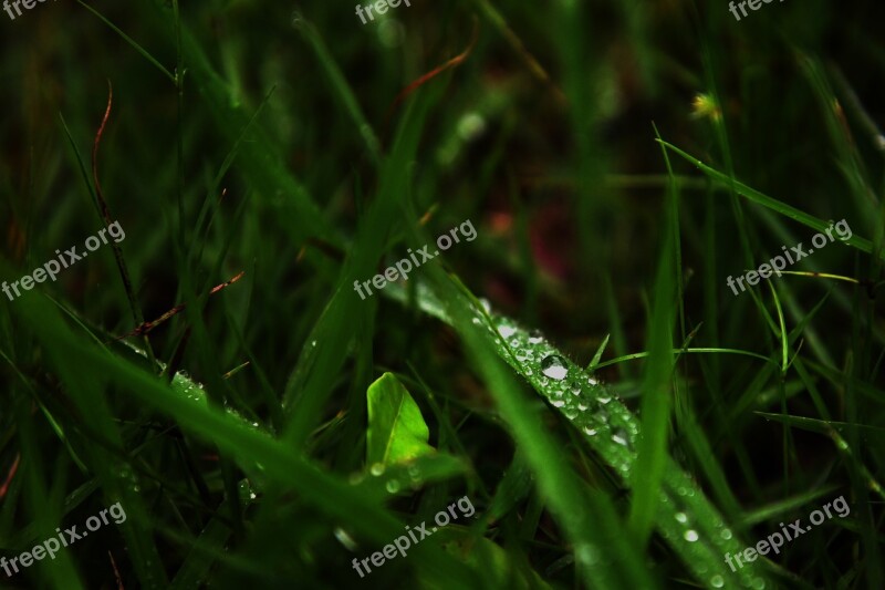 Rain Green Plants Grass Water Droplets Small Fresh