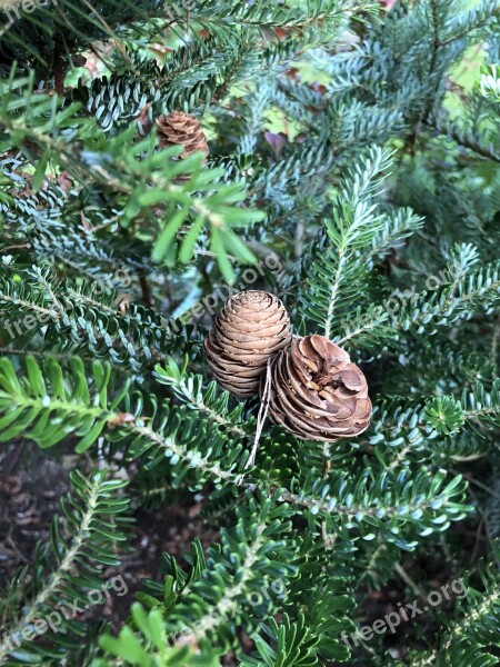 Pine Cone Spruce Tree Nature Forests