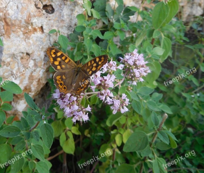 Butterfly Speckled Wood Nature Insect Entomology