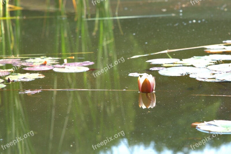 Water Lily Flower Nuphar Lutea Garden Pond Water Flower