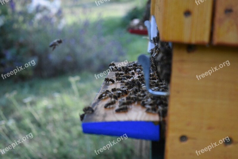 The Bees The Hive Beekeeping Bee Free Photos