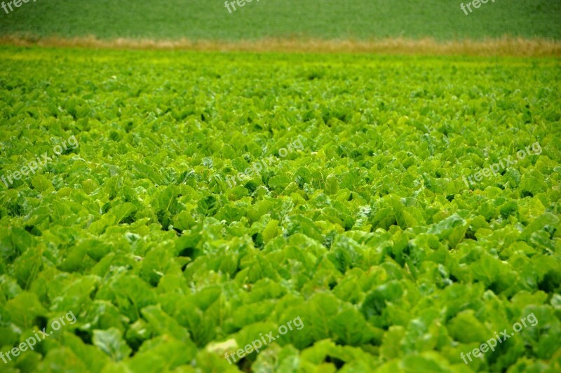 Beets Field Beet Field Sugar Beets Root Vegetable