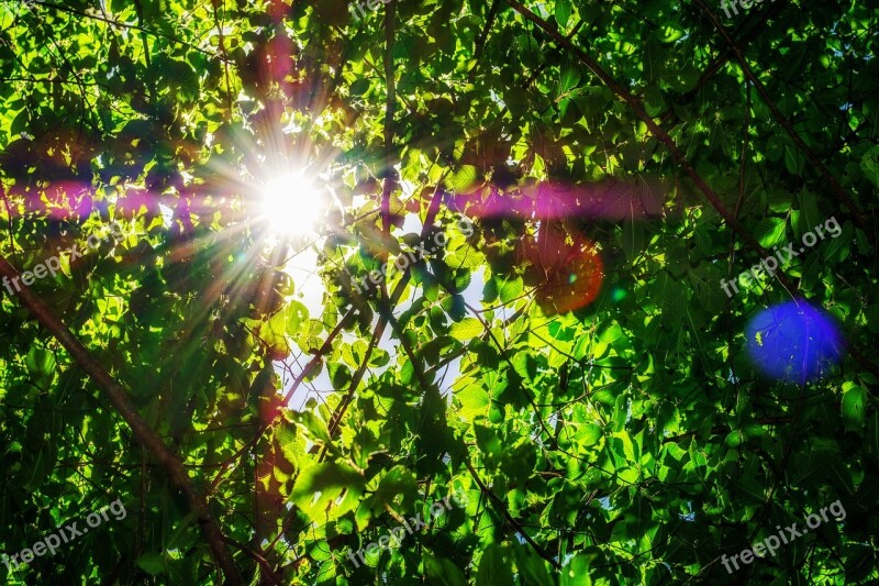 Leaves Aesthetic Tree Sun Sunbeam