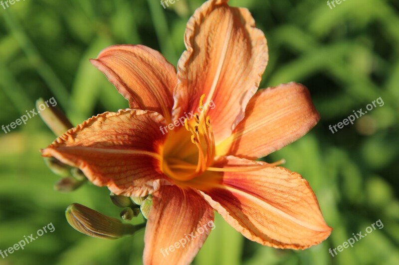 Lys Lily Orange Orange Lily Flowering Flowers