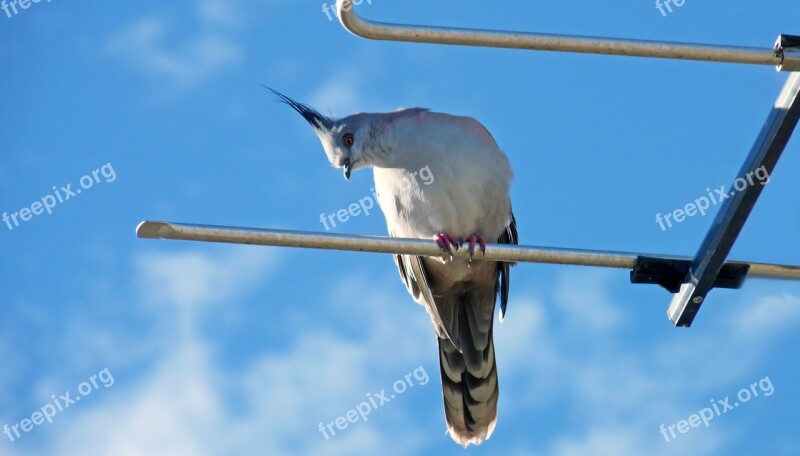 Bird Pigeon Antenna Rooftop Nature