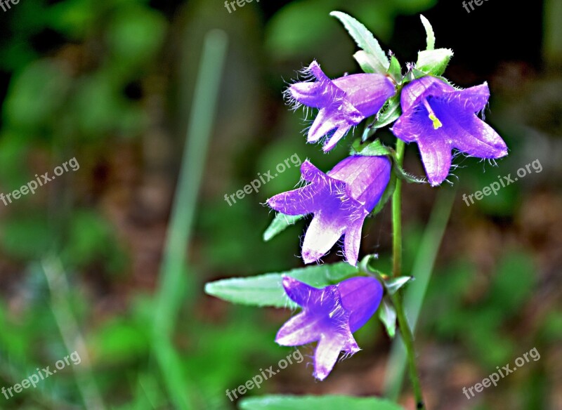 Field Bloom Meadow Nature Flower Grass