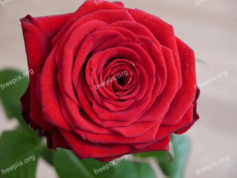 Red Rose Blossom Bloom Flower