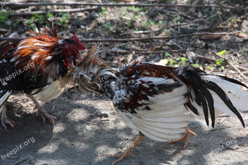 Cocks Fight Poultry Birds Animals