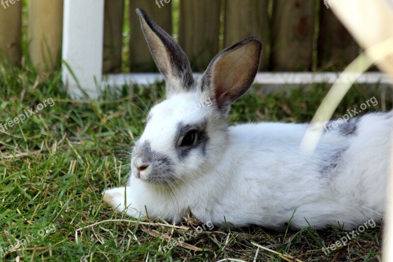 Rabbit A Pet Rabbit White Rabbit Animal Pet