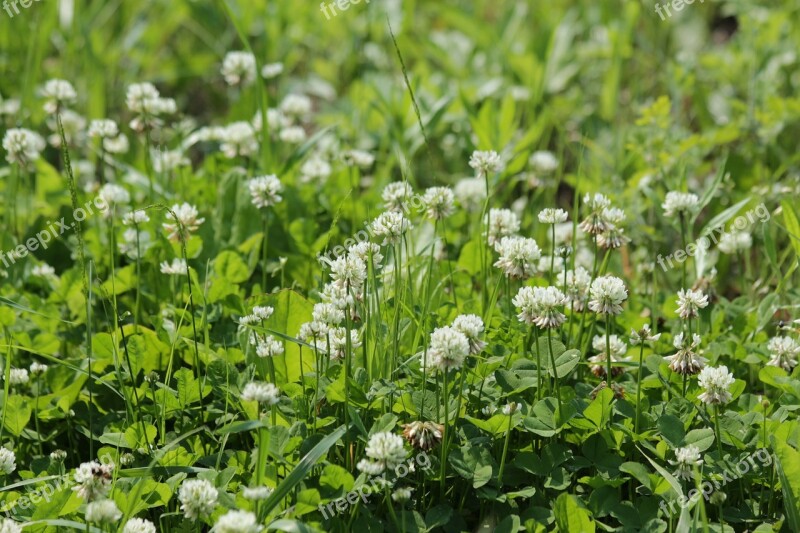 Clover Bloom White Clover Grass Summer