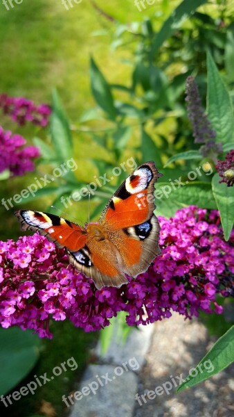 Nature Flower Leaf Plant Summer