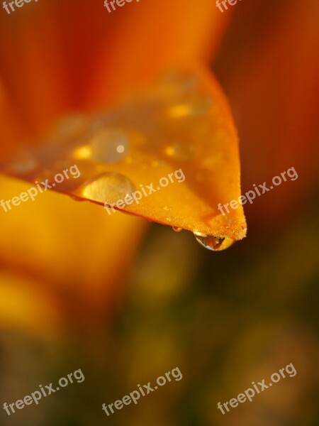 Flower Orange Lily Drop Of Water Macro Lily