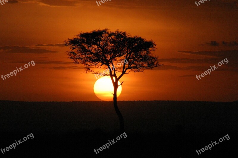 Masai Mara Sunset Kenya Africa Acacia