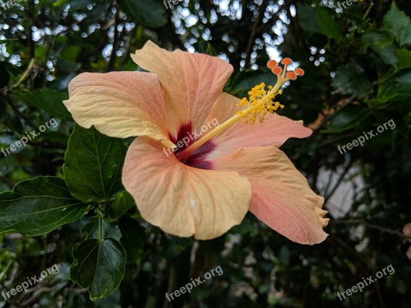 Flower Maui Hawaii Nature Blossom