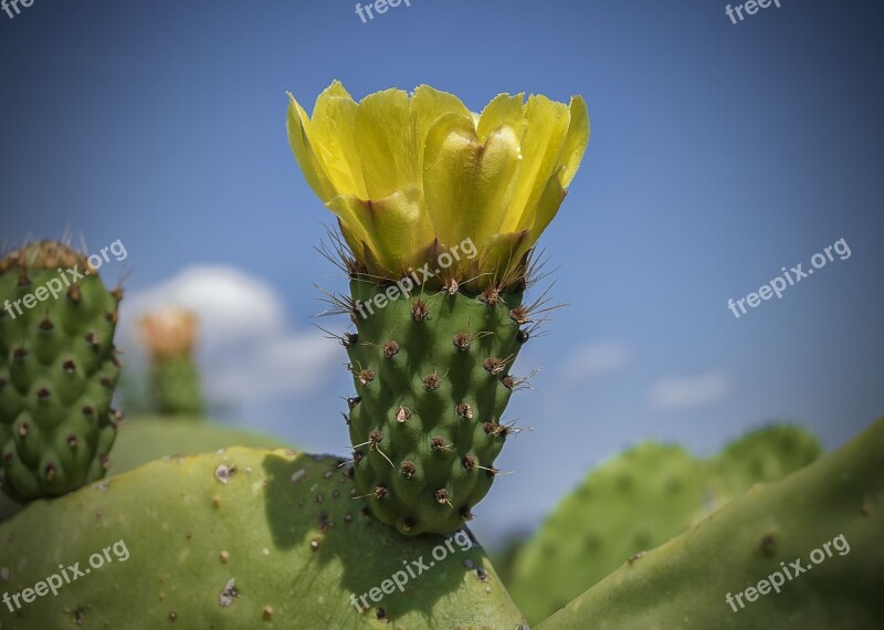 Yellow Flower Flower Higo Chumbo Prickly Pear Cactus Flowering Petals