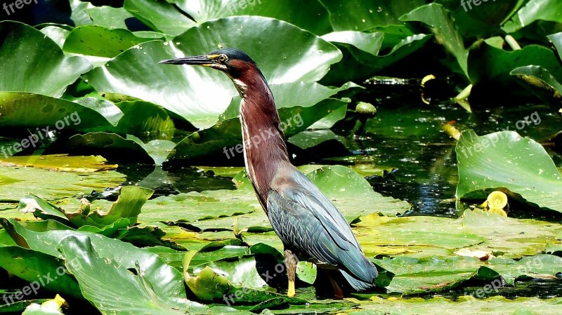 Bird Animal Marsh Water Lilies Pen