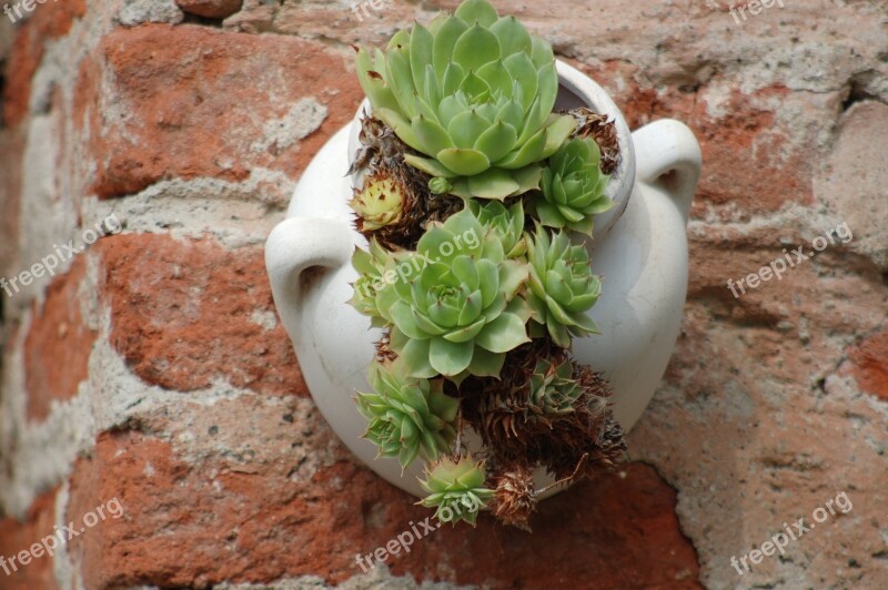 Succulent Plant Composition Nature Succulent Decoration