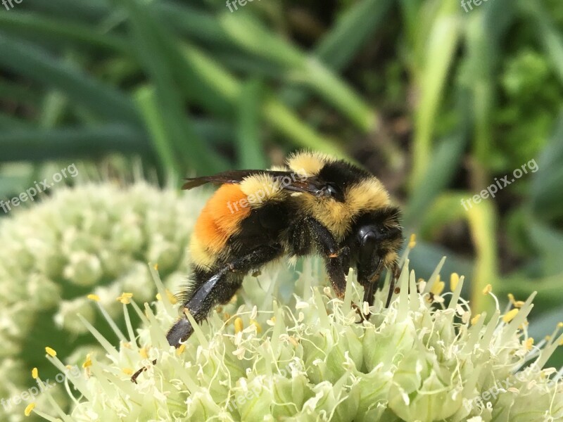 Bumble Bee Bumblebee Tricolored Bumble Bee Bombus Bombus Ternarius