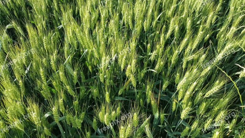 Wheat Green Wheat Wheat Field Food Grain