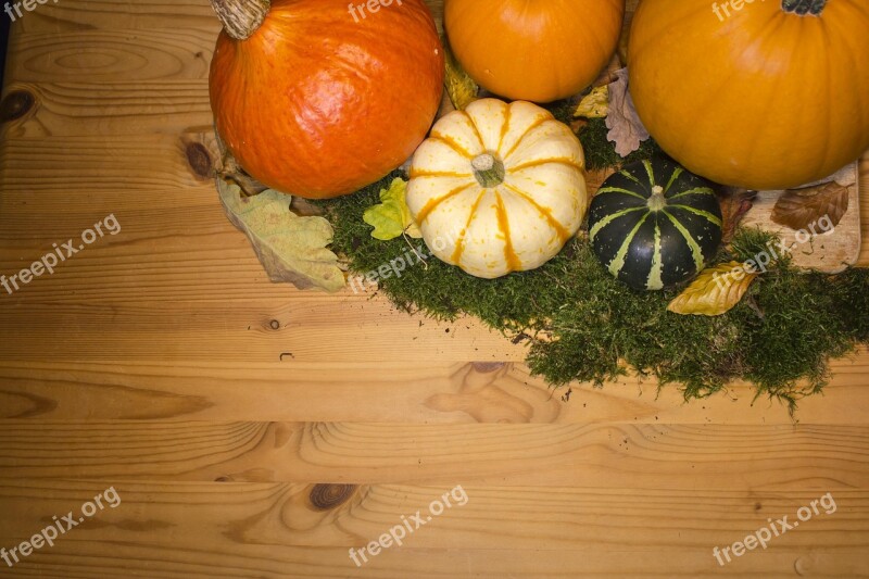 Pumpkin Pumpkins Background Autumn Patch