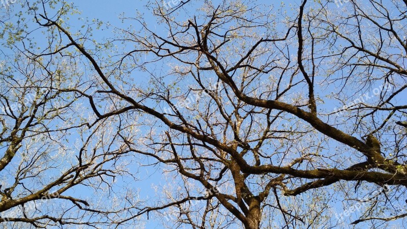 Oak Trees Branches Sky Spring Foloi Forest