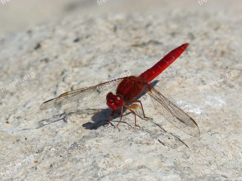 Dragonfly Red Dragonfly Erythraea Crocothemis Rock Sagnador Scarlet